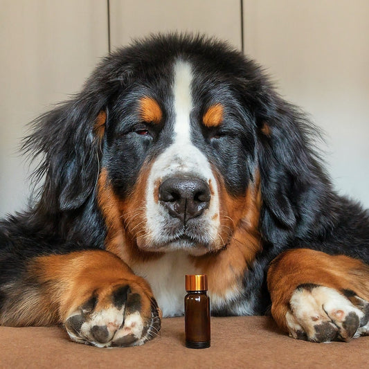 Séance d'aromathérapie - Bilan & Soin